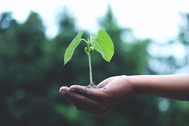 A human hand outstretched holding a seedling with dirt